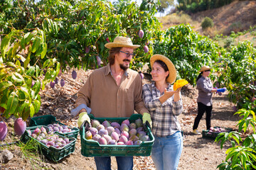 Portrait of couple of successful happy Spanish farmers with box of ripe mango fruits during harvest...