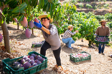 Positive adult woman working in farm orchard during autumn harvest time, picking fresh ripe mangoes