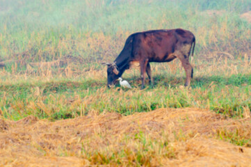 Blurred image of Buffalo with a cattle egret -bulbulcus ibis, on green field