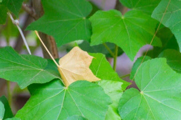 Blurred image of one dead leaf amongst healthy Leaves of sthal padma or Hibiscus mutabilis, also known as the Confederate rose, Dixie rosemallow, cotton rose or cotton rosemallow, tree.