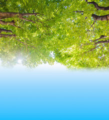 新緑イメージ　若葉　木と緑　コピースペース　緑　葉　爽やか　青空と新緑 