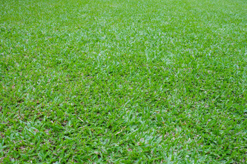 Abstract Top view green grass background.
