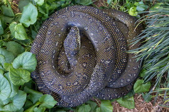Diamond Pythons curled up together