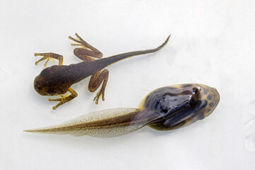 Peron's Tree Frog (top) and Green and Golden Bell Frog showing different stages of tadpole...