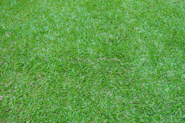 Top view Fresh Grass field for nature background.
