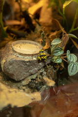 yellow water frog with black spots in terrarium bowl with flies food flowers plants pets