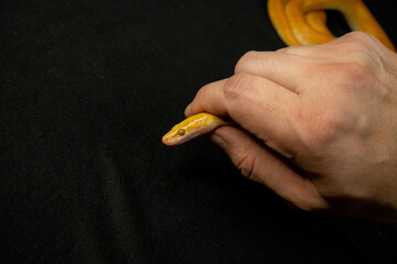 male hand holds a yellow snake by the head extracts poison nature domestic animal exotic terrariumistics