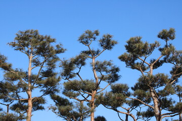 Asian pines against clear blue sky