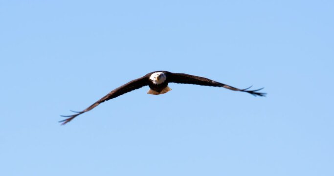 a bald eagle with piercing eyes in flight soaring straight at camera searching for food on a cloudless day