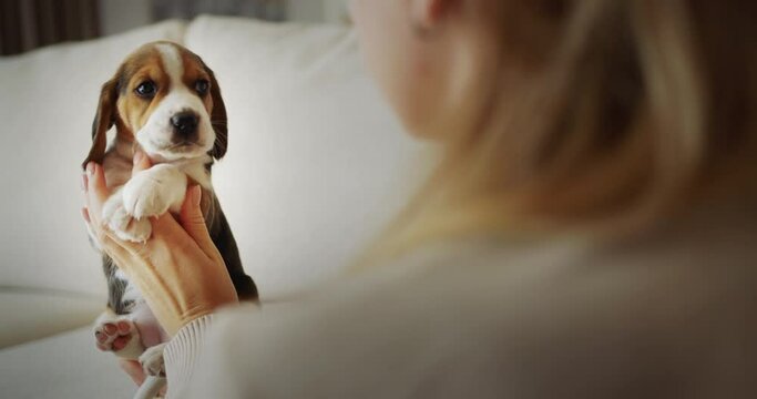 A woman holds a cute beagle puppy in her hands, rear view