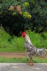 Portrait of Rooster in countryside farm	

