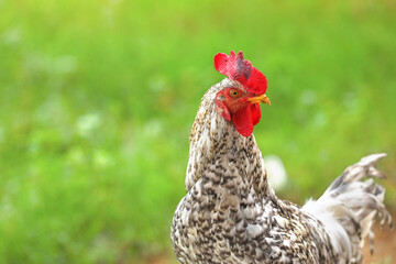 Portrait of Rooster in countryside farm