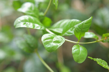 Fototapeta na wymiar Ayurvedic fresh herbal henna leaves