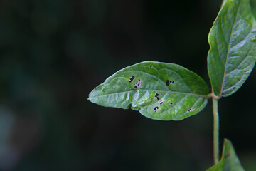 Infected leaves in tree branch	
