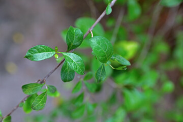 Ayurvedic fresh herbal henna leaves	
