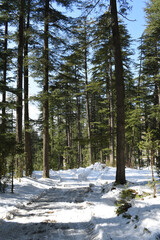 Beautiful himalayan cedar trees and snow road