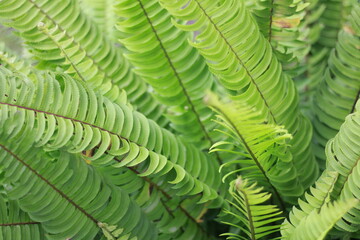 fern leaf background