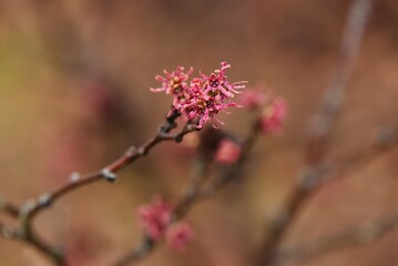 Witch hazel blossoms. Hamamelidaceae deciduous shrub. The flowering season is from February to March. 