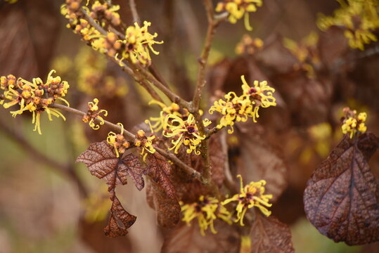Witch hazel blossoms. Hamamelidaceae deciduous shrub. The flowering season is from February to March. 