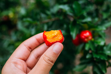Acerola mordida