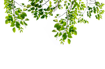 Obraz premium Green leaves and branches isolated on a white background