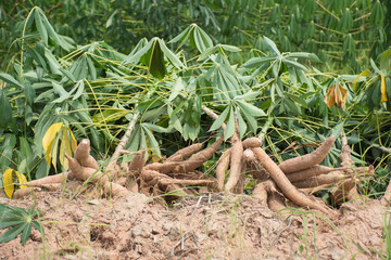 Mahasarakham,Thailand-May 1,2020:Farmer harvest cassava in farmland before rainy season.