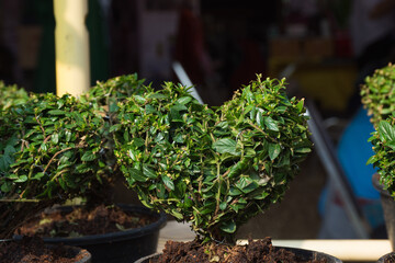 Heart shape plant in pot,soft focus.