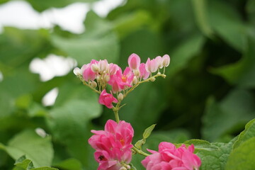 Mexican creeper (Also called Antigonon leptopus, coral vine, queen's wreath, Coralita, bee bush) flower. This plant is good for the common flu (influenza) and period pains and many other symptoms