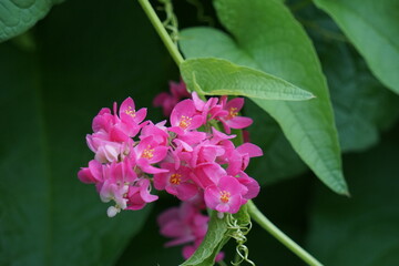 Mexican creeper (Also called Antigonon leptopus, coral vine, queen's wreath, Coralita, bee bush) flower. This plant is good for the common flu (influenza) and period pains and many other symptoms