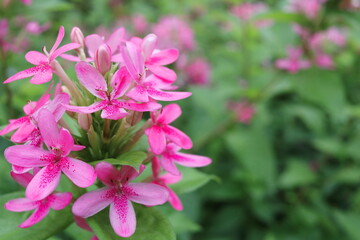 Bright light pink flowers of Pink Ruspolia, Prickly Bush or Ruddy Rose  are blooming on top of tree and blur  background.