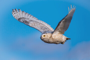 A snowy owl in flight with blue sky in the background