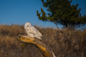   A snowy owl in the wild standing on the top of tree stump in the meadow