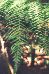 Ferns in autumn forest