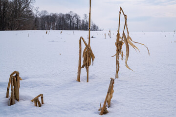 Corn stuble poking through the snow on a large cornfield with the setting sun in the background.  Room for text.