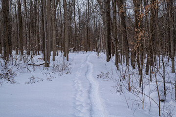 A snowshoe trail leads into the snowy woods in the depth of winter.  Shot in the Ottawa Valley. © Michael Connor Photo