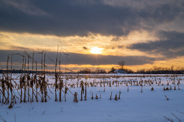 Corn stuble poking through the snow on a large cornfield with the setting sun in the background.  Room for text.