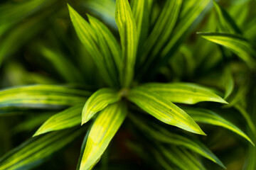 Fototapeta premium green leaves background