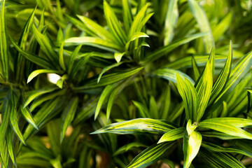 green grass in the garden
