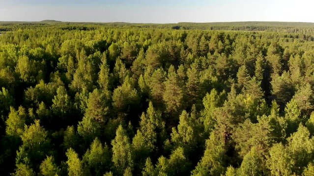 Aerial view of landscape with forest and lake in Karelia