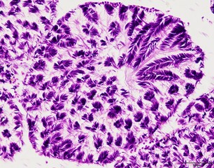 Animal tissue samples under the microscope in Lab.