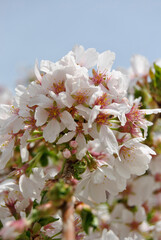 white cherry blossom in the middle bokeh