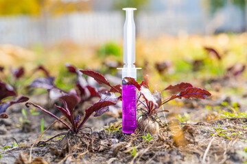 A syringe with purple water is stuck in the ground near the beet root