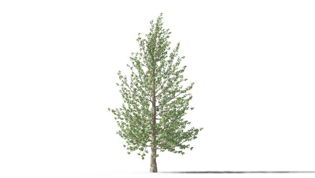 Growing trees on a white background 3D animation growth grow from small to large, Plat-anus trees animate in the wind on white background with alpha matt 3D virtual tree. Separated with alpha channels