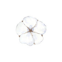Top view of watercolor cotton flower