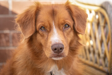 Handsome brown border collie dog