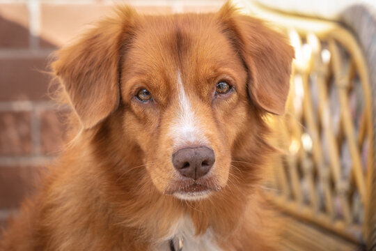 Handsome brown border collie dog