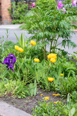 Decorative yellow poppies, purple iris and elusive peony bush with pink flowers in one flower bed