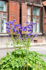 Blue-violet Aquilegia (lat. Aquilegia) against the background of the windows of a wooden house