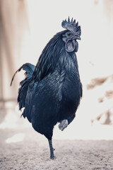 The black rooster