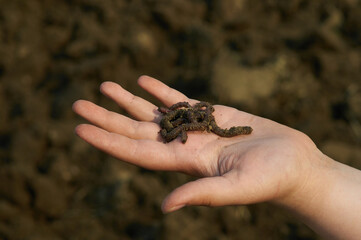 Earthworms in the palm of your hand. Woman's hand. Gardening for the whole family.